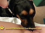 ExtremeBeastZoo girl and dog 